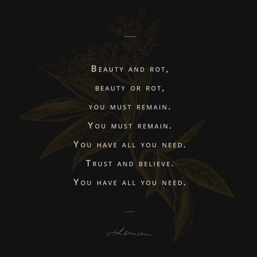 Beauty and Rot | Poetry Design | Videmus | Syd Wachs